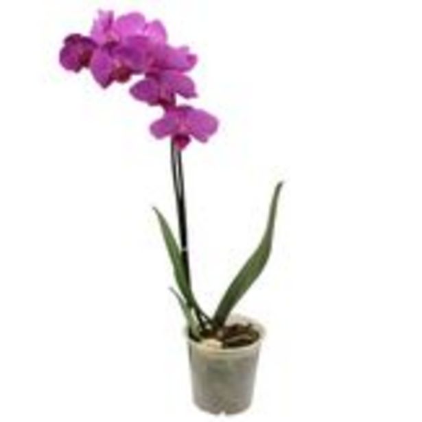 Oferta de Orquídea Phalaenopsis Rosa Pote 12 por R$35,99