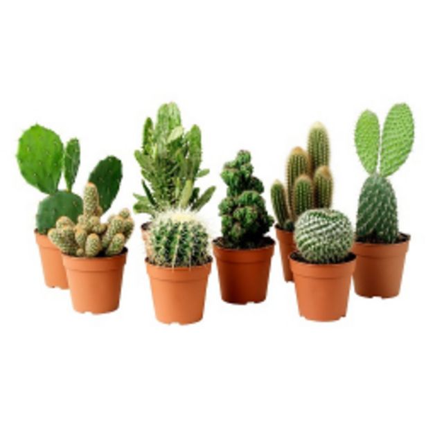 Oferta de Cactus Mini Veiling P6 por R$4,99
