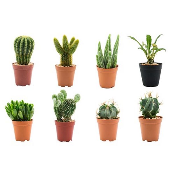 Oferta de Mini Flores Desidratado Cactus Un por R$2,99