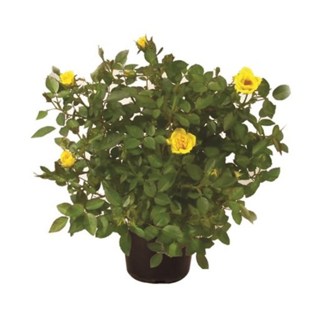 Oferta de Planta Roseira Mini P15 por R$14,39