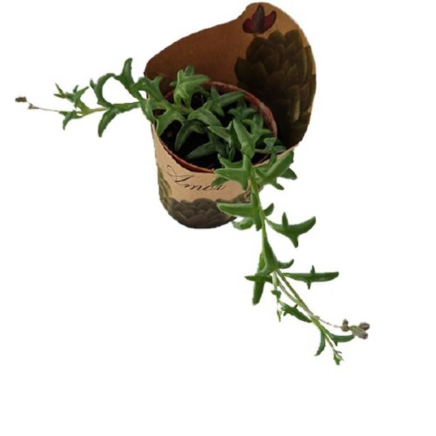 Oferta de Vaso Suculenta Colar de Golfinho P06 Cooperflora por R$4,59